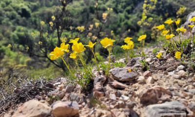 Április 22. A Föld Napja.